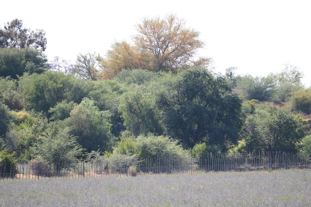 Grysbok Self Catering Accommodation Oudtshoorn Extérieur photo